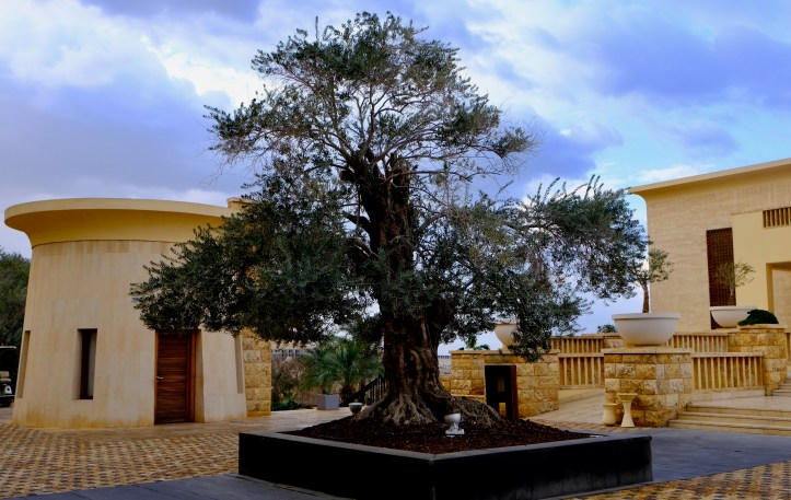 olivetree